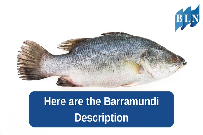 Here are the Barramundi Description